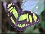 Malachite butterfly