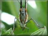 Malachite butterfly