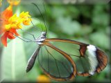 Lacewing butterfly