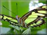 Malachite butterfly