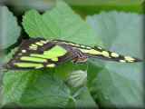 Malachite butterfly