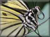 White Tree Nymph butterfly