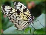 White Tree Nymph butterfly