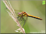 Dragonflies and Damselflies