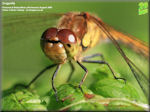 Animals - latest addition is a dragonfly gallery