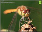 Dragonflies and Damselflies