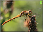 Dragonflies and Damselflies