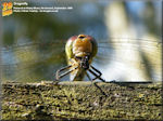 Dragonflies and Damselflies