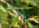 Dragonflies and Damselflies