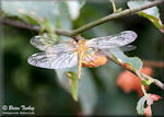 Dragonflies and Damselflies