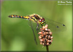 Dragonflies and Damselflies