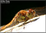 Dragonflies and Damselflies