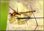 Dragonflies and Damselflies