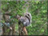 Grey Squirrel at Risley Moss, April 2008