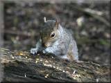 Grey Squirrel at Risley Moss, April 2008