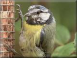 Blue Tit, June 2007