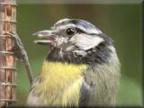 Blue Tit, June 2007