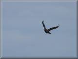 Chough - larger image opens in new window