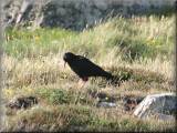 Chough - larger image opens in new window