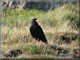 Chough - larger image opens in new window