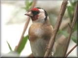 Goldfinch, May 2008