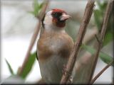 Goldfinch, May 2008