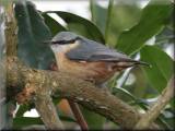 Nuthatch, March 2008