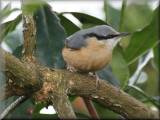 Nuthatch, March 2008