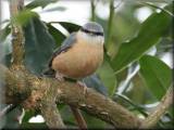 Nuthatch, March 2008