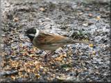 Reed Bunting at Risley Moss, April 2008