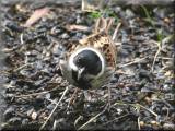 Reed Bunting at Risley Moss, April 2008