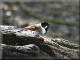 Reed Bunting at Risley Moss, April 2008