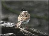 Reed Bunting at Risley Moss, April 2008