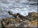 Oystercatchers - larger image opens in new window