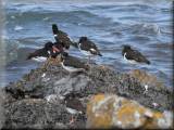 Oystercatchers - larger image opens in new window