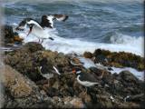 Oystercatchers - larger image opens in new window