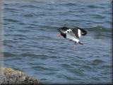 Oystercatchers - larger image opens in new window
