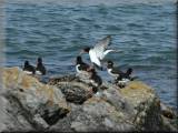 Oystercatchers - larger image opens in new window