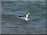 Oystercatchers - larger image opens in new window