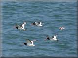 Oystercatchers - larger image opens in new window