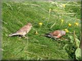 Linnets - larger image opens in new window