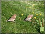 Linnets - larger image opens in new window