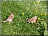 Linnets - larger image opens in new window