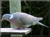 Woodpigeon, May 2007