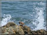 Turnstone - larger picture opens in new window
