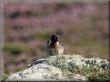 Stonechat - larger picture opens in new window