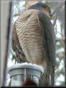 Click for larger image - opens in new window or tab