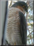 Click for larger image - opens in new window or tab