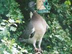Woodpigeon, old image from 2002
