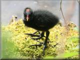 Young Moorhen